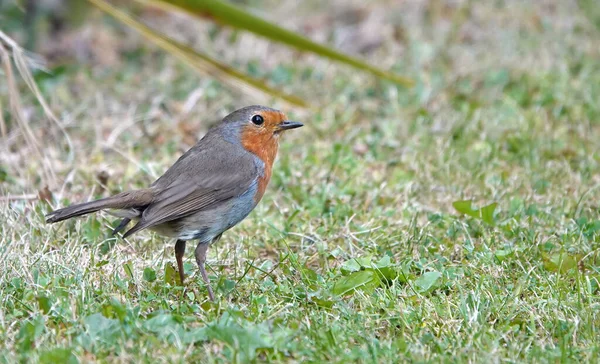 Closeup Shot European Robin Perched Grass — Stock Photo, Image