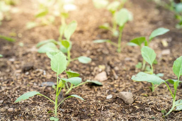 Selective Focus Shot Small Green Seedlings Growing Brown Soil — Stock Photo, Image