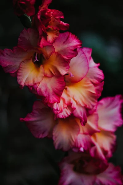 Plano Vertical Flor Rosa Gladiolus Flor — Foto de Stock