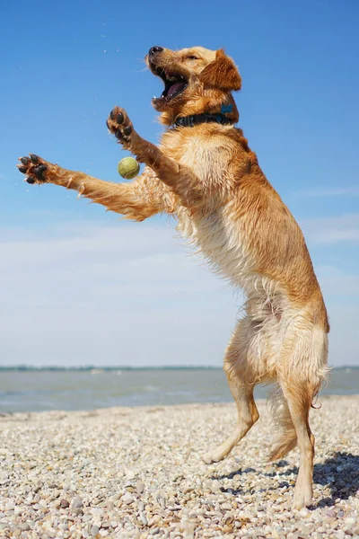 Seekor Anjing Retriever Emas Yang Menggemaskan Bermain Pantai Pada Hari — Stok Foto