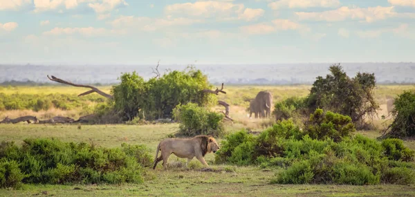 Big Lion Walking Savannah Trees Background — Stock Photo, Image
