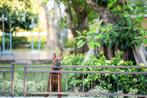 Ein Thailändischer Ridgeback Hinter Einem Zaun Einem Park — Stockfoto