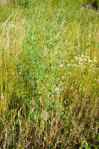 Plan Vertical Herbe Verte Entouré Petites Fleurs Champs Pissenlits Sous — Photo