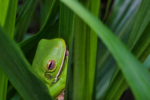 Крупный План Зеленого Дерева Hyla Cinerea Покоящихся Среди Листьев — стоковое фото