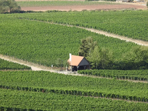 Luftaufnahme Einer Isolierten Hütte Grünen Dichten Feld Des Weinbergs — Stockfoto