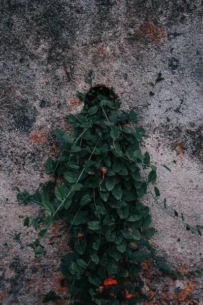 Tiro Vertical Uma Planta Crescimento Buraco Uma Parede Pedra — Fotografia de Stock