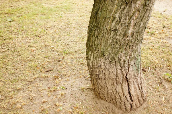 Parktaki Yıpranmış Ağaç Gövdesinin Alt Kısmının Yakın Çekimi — Stok fotoğraf