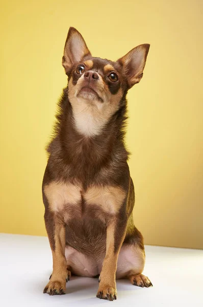 Eine Nahaufnahme Von Einem Braunen Niedlichen Sitzenden Chihuahua Auf Gelbem — Stockfoto