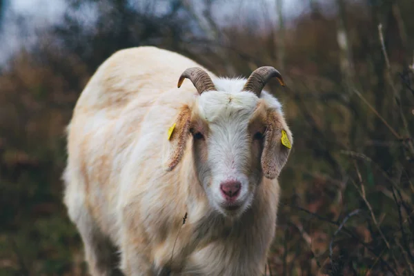 Een Close Van Een Schattige Witte Licht Rode Geit Met — Stockfoto