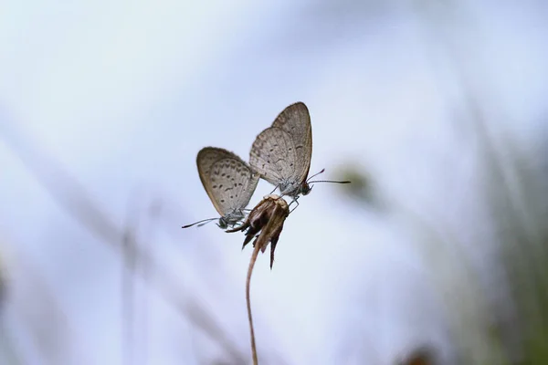Zbliżenie Motyla Siedzącego Kwiatku Białym Tłem — Zdjęcie stockowe