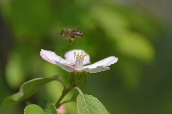 蜜蜂从白苹果花中采集花粉的特写镜头 — 图库照片