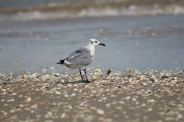 Gros Plan Une Mouette Sur Rivage Mer Sous Lumière Soleil — Photo