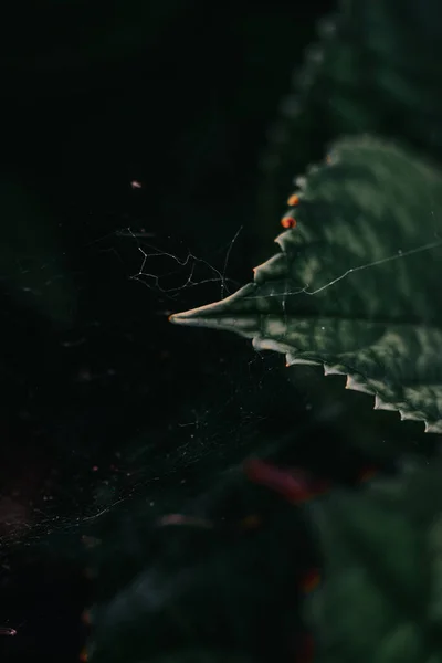 Vertical Shot Spiderweb Plant Leaf — Stock Photo, Image