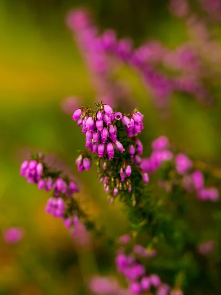 Closeup Shot Purple Heather Flowers — Stock Photo, Image