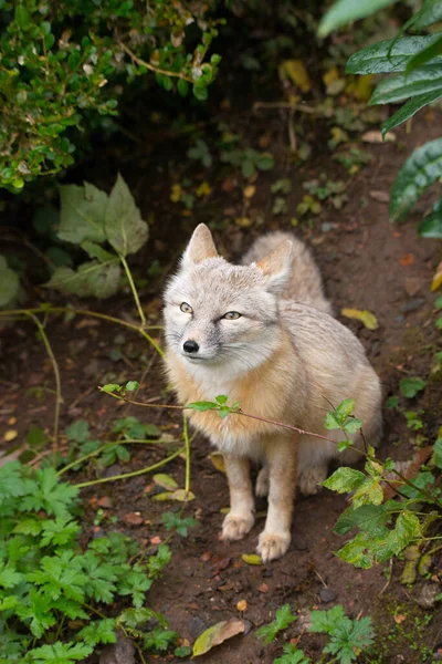 Seletivo Uma Raposa Vulpes Corsac Floresta — Fotografia de Stock