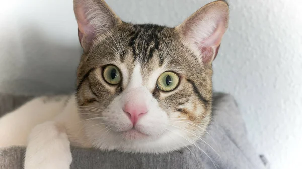 Närbild Skott Katt Ansikte Ser Rakt Med Vidöppna Ögon — Stockfoto