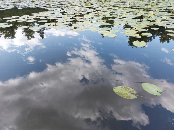 Eine Wolkenlandschaft Spiegelt Sich Auf Dem Teich Mit Lotusblättern — Stockfoto