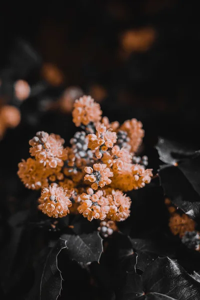 Vertikální Záběr Oranžových Květin Černé Rostlině — Stock fotografie