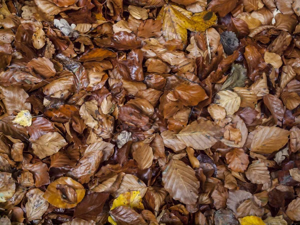 Horní Pohled Hromadu Mokrého Podzimního Listí — Stock fotografie