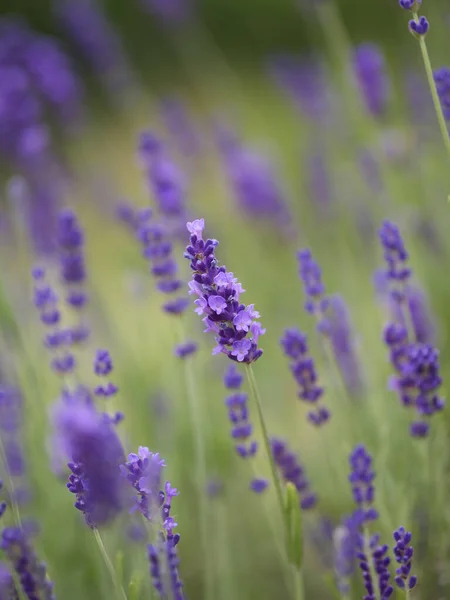 一片紫色薰衣草花在模糊的背景下在田野里的垂直拍 — 图库照片