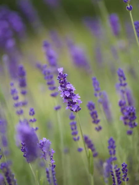 Plano Vertical Flores Lavanda Púrpura Campo Sobre Fondo Borroso —  Fotos de Stock