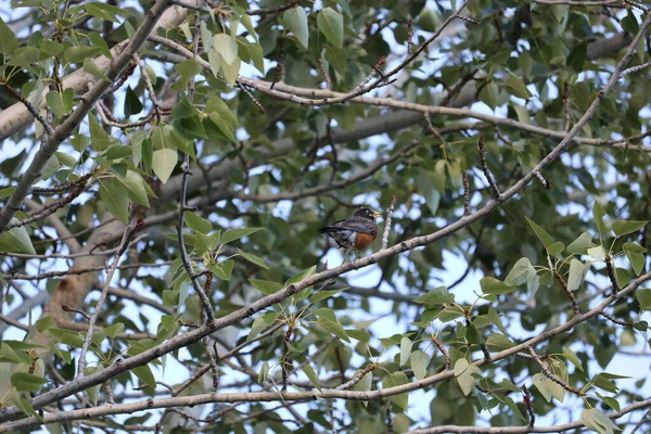 Petirrojo Americano Posado Una Rama Árbol Verde —  Fotos de Stock