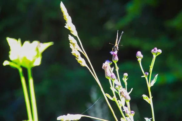 Een Selectieve Focus Shot Van Een Pauw Vlinder Weide Bloemen — Stockfoto