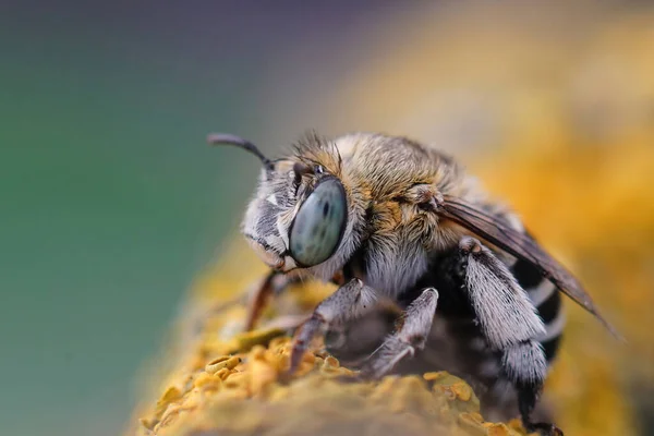 かわいいと毛深い青の帯蜂の閉鎖 Amegilla Albigena座っています上の小枝とともに黄色Lichen — ストック写真