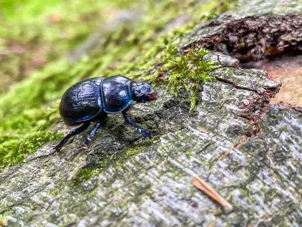 Detailní Záběr Lesního Brouka Sedícího Stromě — Stock fotografie