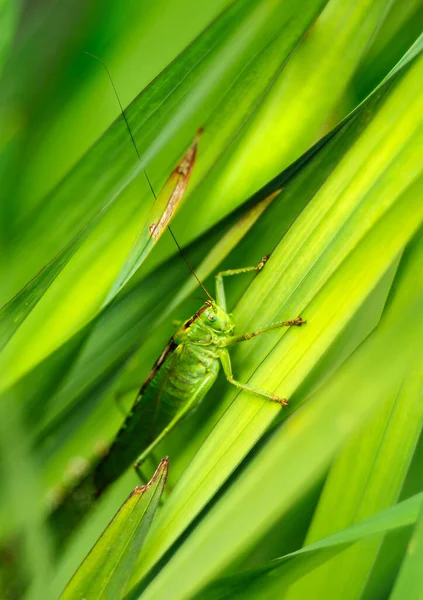 Ein Vertikaler Schuss Einer Heuschrecke Auf Gras — Stockfoto