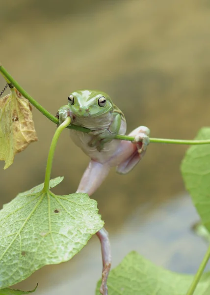 一只青蛙坐在树叶旁边的特写镜头 背景模糊不清 — 图库照片