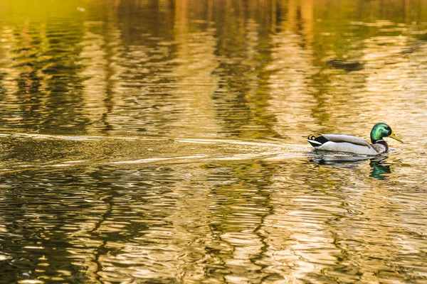 一只鸭子在水里游泳的照片 — 图库照片