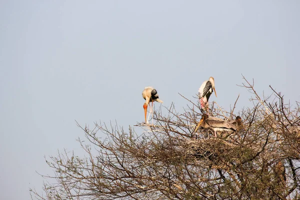 Nærbillede Malede Storke Der Bygger Rede Nøgent Træ Keoladeo National - Stock-foto