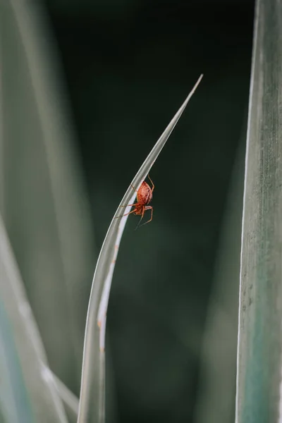 Tiro Vertical Uma Pequena Aranha Uma Grama — Fotografia de Stock