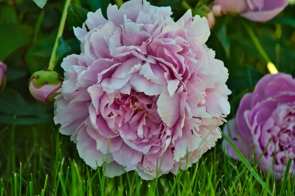 Крупный План Розового Цветка Пиона Траве — стоковое фото
