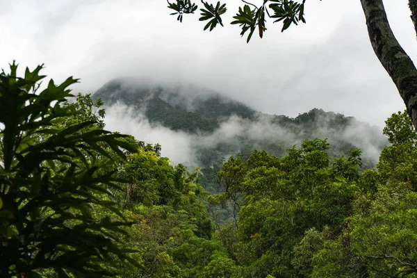 Nebbia Densa Sul Terreno Boscoso Deciduo — Foto Stock