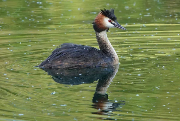 Primer Plano Gran Grebe Cresta Nadando Lago —  Fotos de Stock