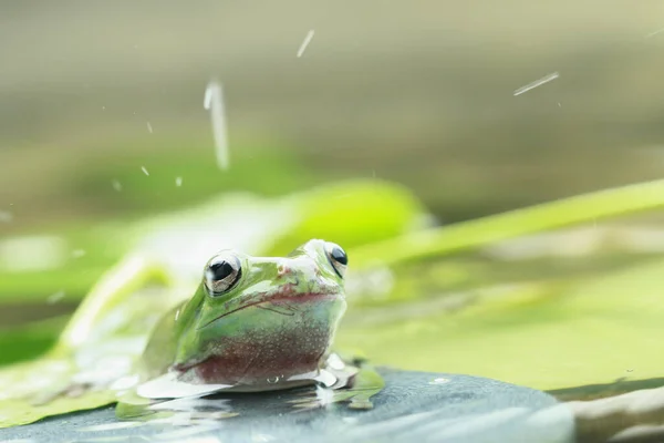 Bulanık Arka Planda Yaprakların Yanında Oturan Bir Kurbağanın Yakın Çekimi — Stok fotoğraf