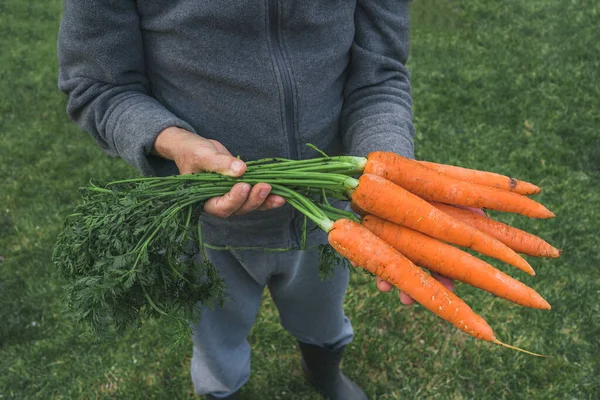 Closeup Shot Caucasian Male Holding Fresh Carrots Field Spain — Stock Photo, Image