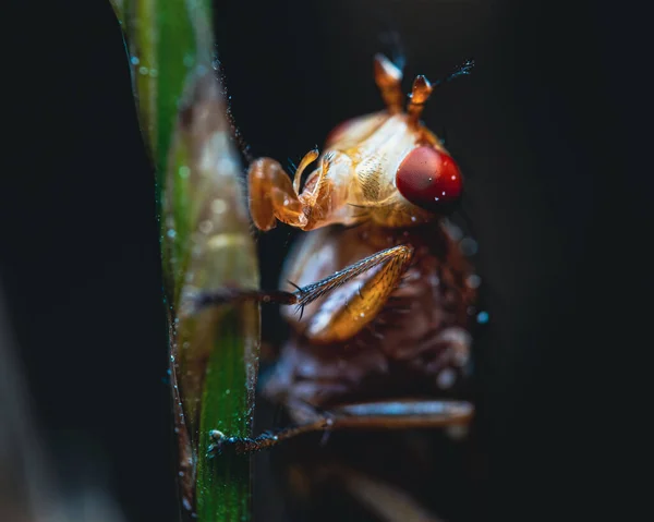 Záběr Zblízka Brouka — Stock fotografie