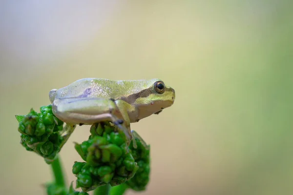 Primo Piano Una Rana Arborea Europea Piante Verdi Campo Con — Foto Stock