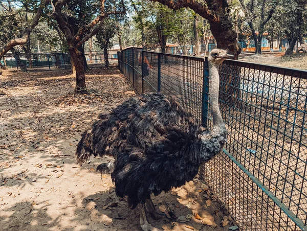 Una Hermosa Toma Avestruz Una Jaula Una — Foto de Stock