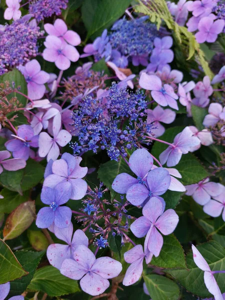 Bahçedeki Mavi Ortanca Hydrangea Makrophylla Çiçeklerine Yakın Çekim — Stok fotoğraf