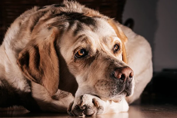 Closeup Shot Dog Stock Image