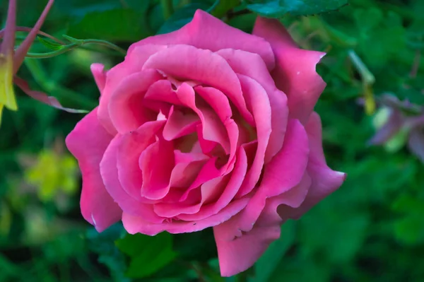 Selektivní Záběr Růžové Růže Zelené Zahradě — Stock fotografie