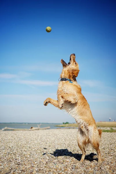 Seekor Anjing Retriever Emas Yang Menggemaskan Bermain Pantai Pada Hari — Stok Foto
