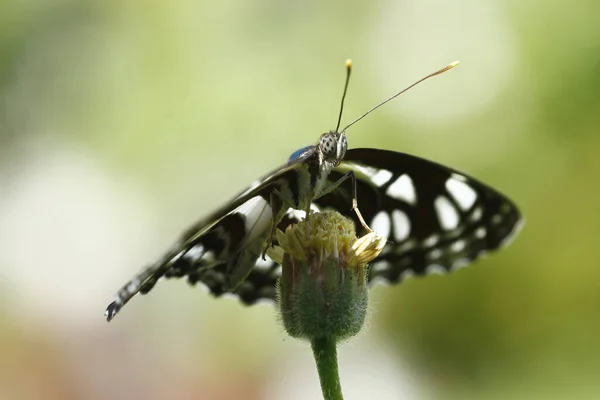 Arkaplanı Bulanık Çiçeğin Üzerinde Oturan Kahverengi Bir Kelebek — Stok fotoğraf