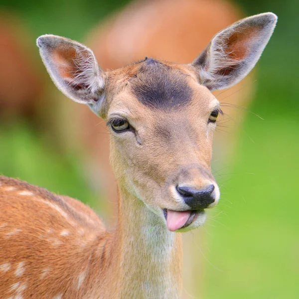 Closeup Female Spotted Deer Face — Stock Photo, Image