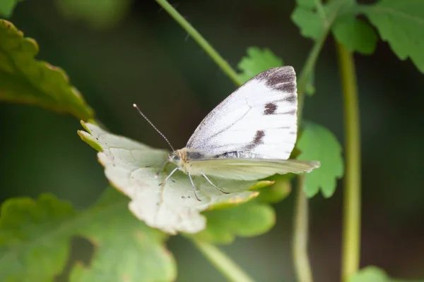 Enfoque Selectivo Una Mariposa Sobre Flores Plantas Silvestres Jardín Bajo —  Fotos de Stock