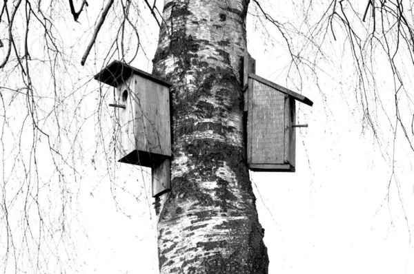 Een Zwart Wit Shot Van Van Hout Vogelhuisjes Opknoping Van — Stockfoto